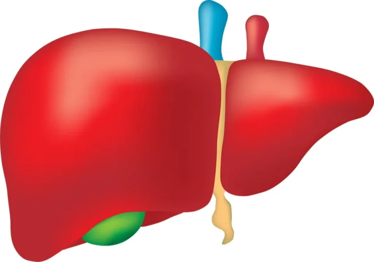 Illustration of a healthy human liver showcasing its anatomy and structure, vital for detoxifying the body and maintaining balance.